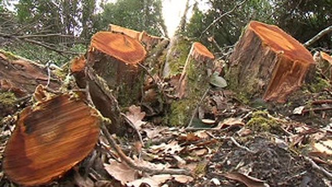 nuga.co Perusahaan Kertas APP Stop Tebang Hutan Indonesia